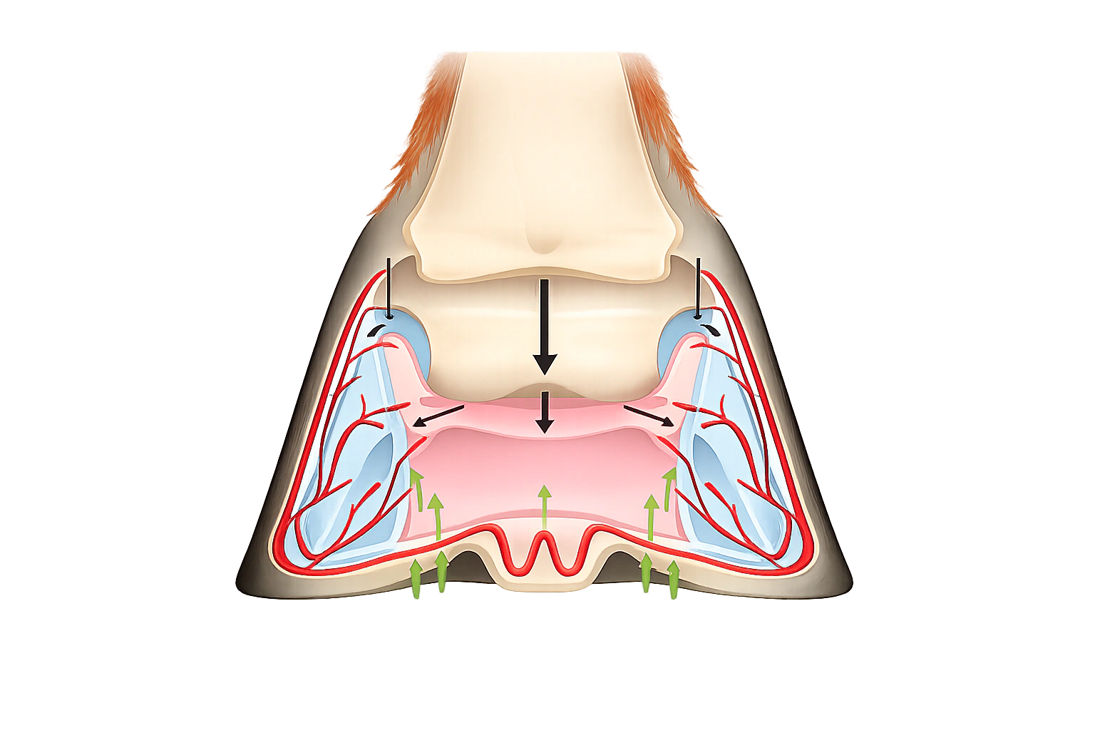 Cross-section diagram showing hoof expansion and contact on a deformable surface