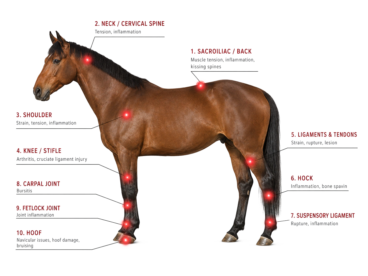 Diagram of a horse showing ten common stress points from transport impact: sacroiliac, neck, shoulder, knee, ligaments, hock, suspensory, carpal joint, fetlock, and hoof